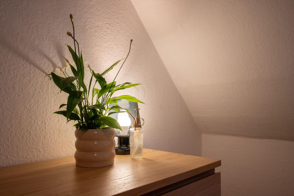 Eine Zimmerpflanze in einem beigen, runden Blumentopf auf einem Holztisch neben einer kleinen Tischlampe und einem Plastikzerstäuber vor einer schrägen Wand.