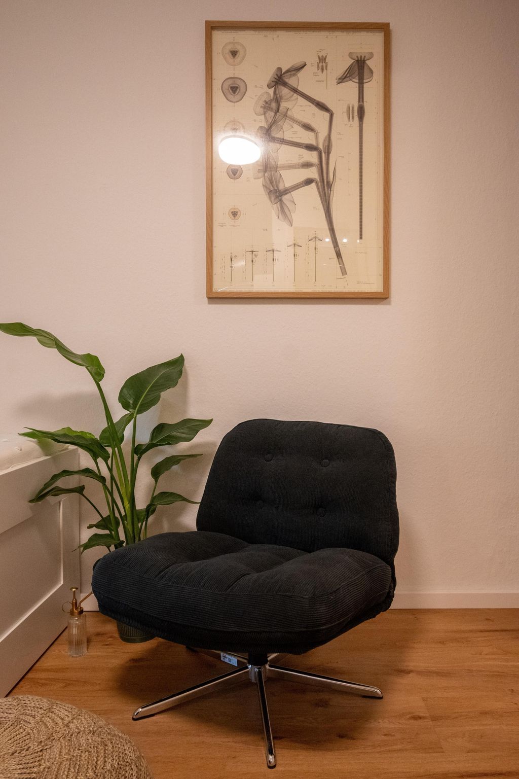 Schwarzer bequemer Sessel auf einem Holzfußboden, daneben eine grüne Zimmerpflanze, an der weißen Wand darüber ein gerahmtes wissenschaftliches Poster.