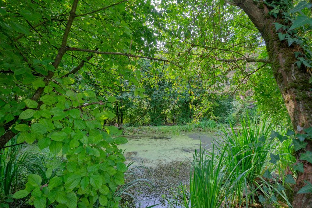 Ein kleiner Teich in einem grünen, bewaldeten Bereich, umgeben von Bäumen und Sträuchern mit unterschiedlichen Grüntönen.